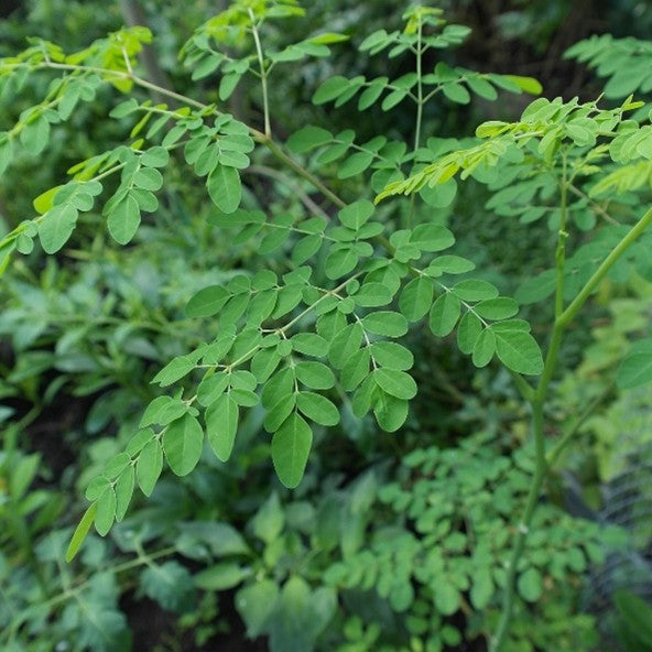 Pelle e smog: come la moringa aiuta a difendersi dall’inquinamento